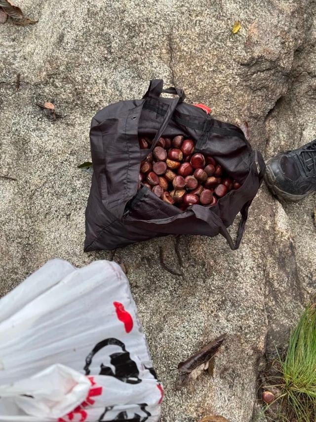 捡不完！根本捡不完！青岛这里火出圈，每人可收获二三十斤，预计持续到本月底！但有个前提→