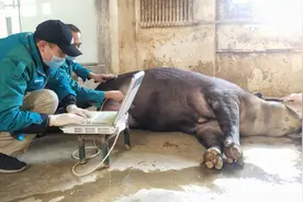 如何让野生动物乖乖输液做B超，北京动物园这兽医妙招多图片