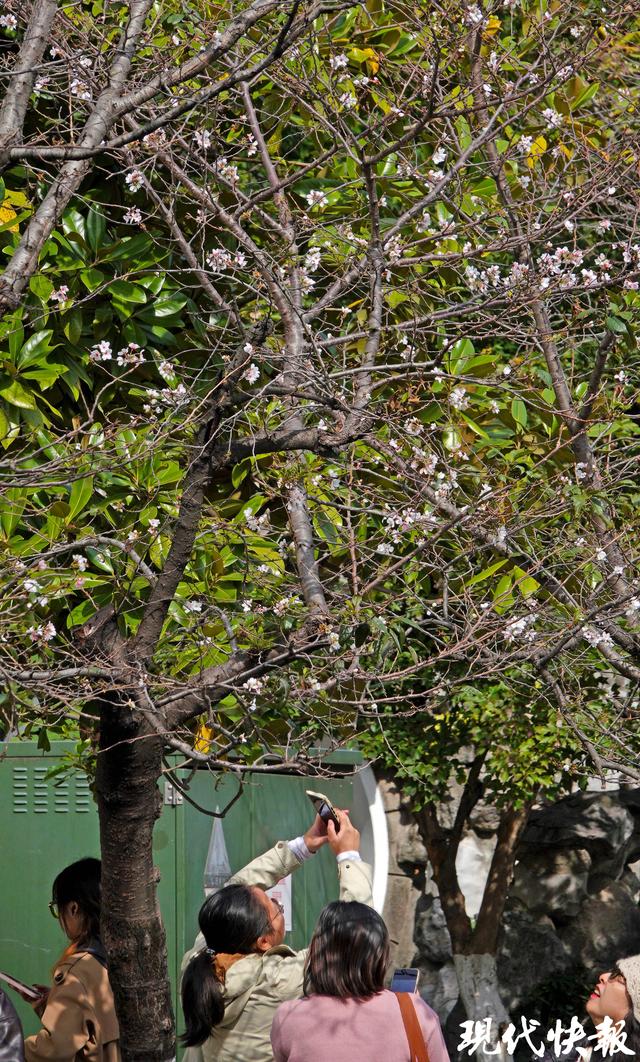 南京鸡鸣寺路樱花11月“反季”绽放，网友：春天来了？