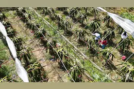 来凤县百福司镇：火龙果丰收“火红”上市图片