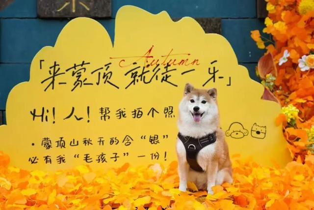 元旦游名山 | 新年“第一站”，来名山！元旦文旅活动抢先看→