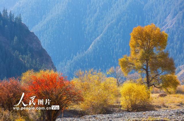 甘肃肃南：祁连山国家公园层林尽染