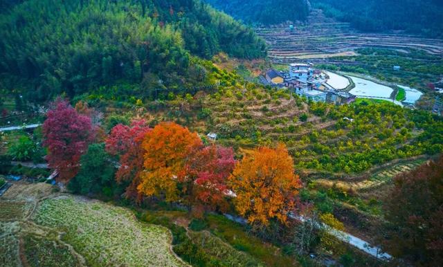 梯田、银杏、枫叶……跟着广东旅游文化节打卡清远“限定”美景