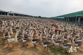 农户出售鹅苗遭遇拖款？潮州湘桥法官解纷护权益图片