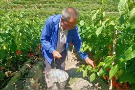 遵义桐梓：辣椒获丰收 群众笑开颜图片
