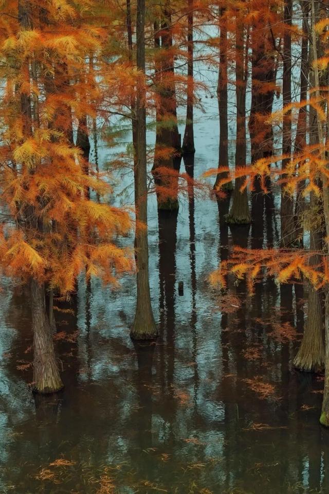 成都限定红！水杉最美季节上线，赶紧打卡！