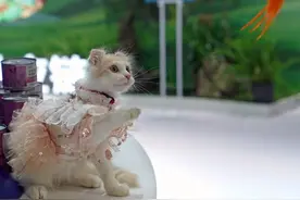 美媒：上海爱心人士为流浪猫找新家图片