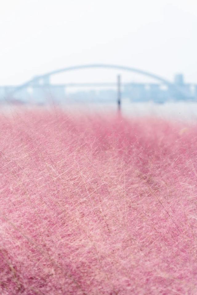 上海市区人少免费的绝美粉黛花海！还能与陆家嘴三件套同框→