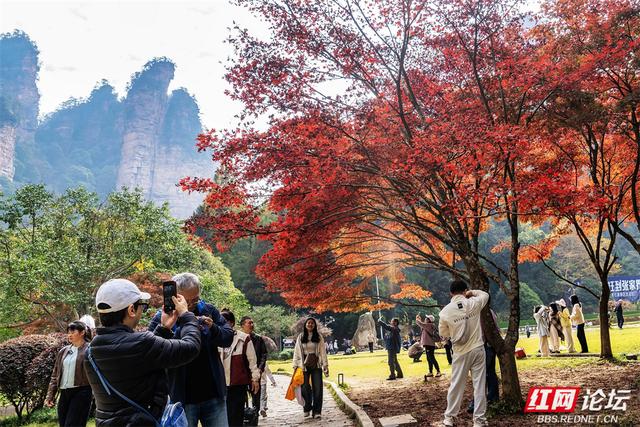 【每日一图@湖南】秋冬自驾必冲！张家界黄石寨暖阳峰林美到出圈