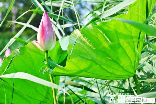 壹点号·秀山东｜济阳：黄河岸边，邂逅夏日清欢