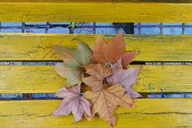 郑州周边“捡秋”去！露营+采摘，郑州近郊的完美秋日公式图片