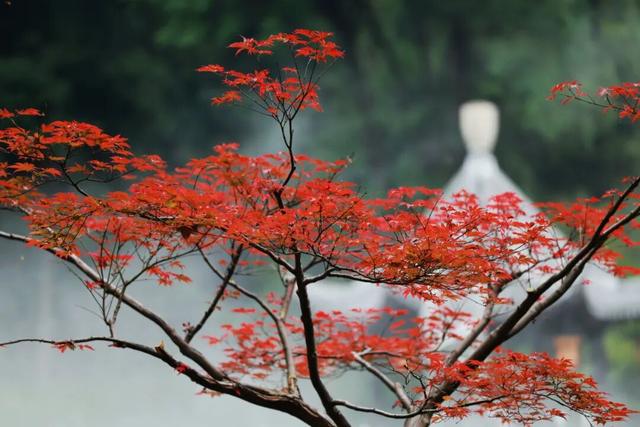 6号线！赶紧和栖霞山“奔现”吧！！