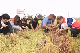 江西永丰：良种良法配套 晚稻亩均增产64斤图片