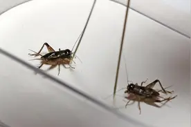 夜读｜这是属于蟋蟀的季节图片
