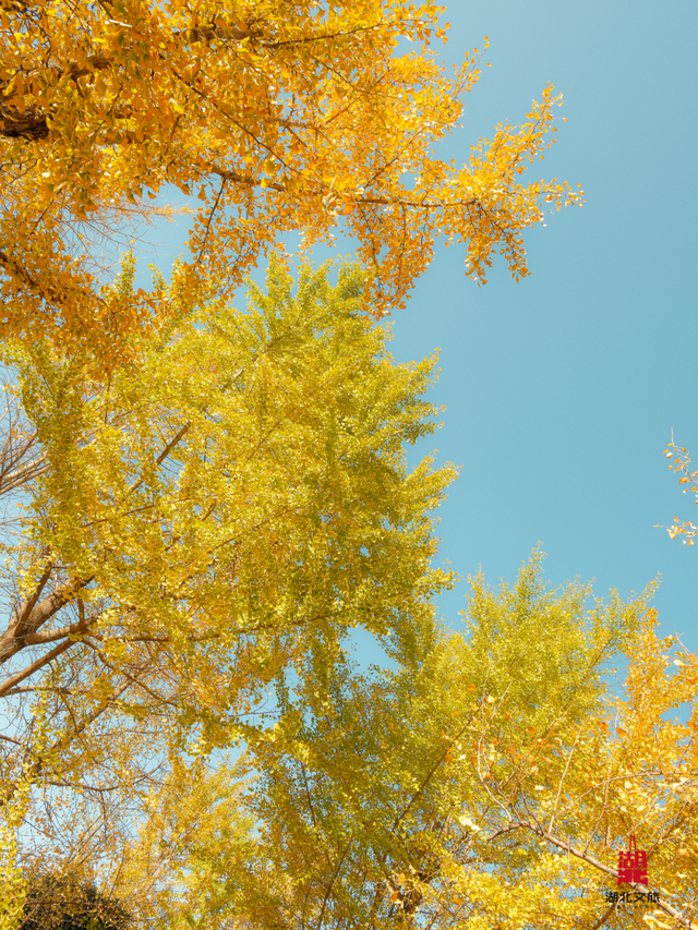 寒潮倒计时！再不来就迟了