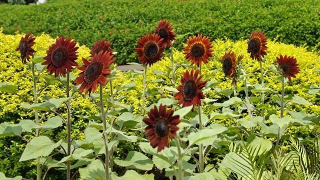 梦幻灯光秀、猛禽观察节……白云山景区精彩活动不停！｜国庆游广州