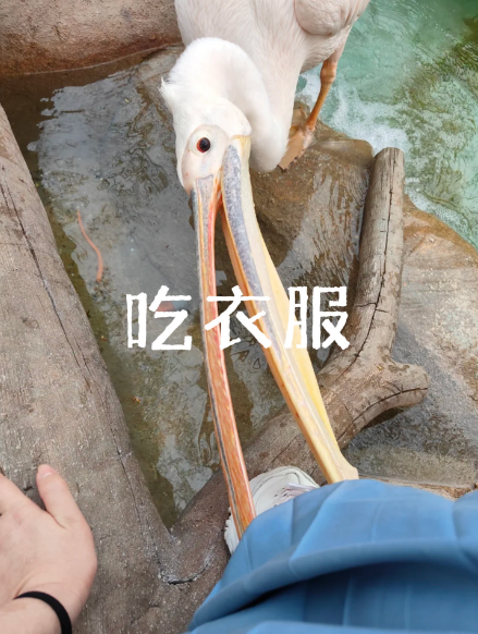 最新！北京春天动物图鉴！