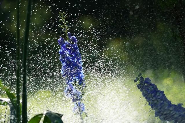 国家植物园暮春繁花正盛！金奖花坛惊艳亮相