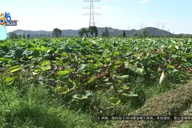 快收获的莲藕大面积枯死，据说可能是“那天风大”……图片