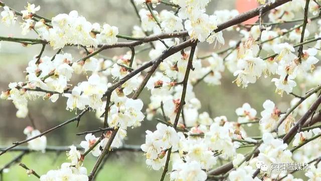 冬日暖游南宁环大明山寻味之旅，暖意美食与奇景相伴！