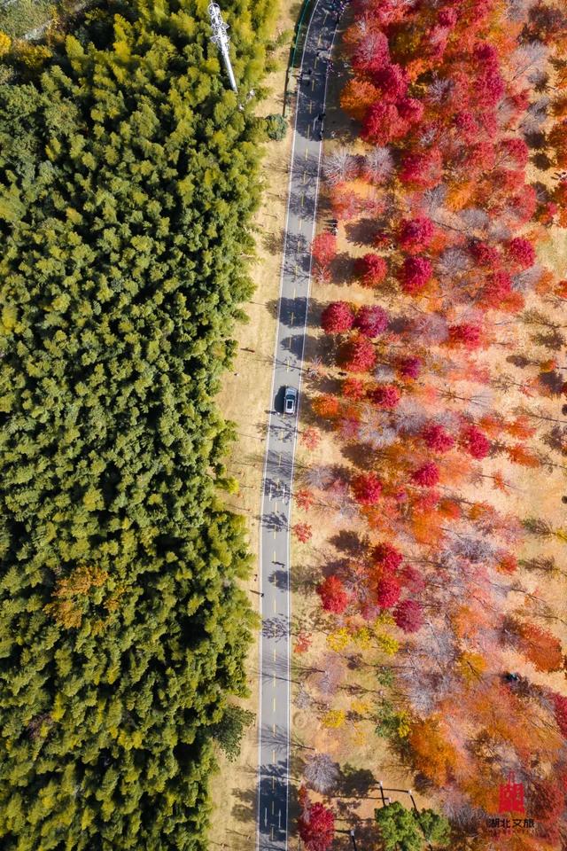 红红红红！红“枫”了！