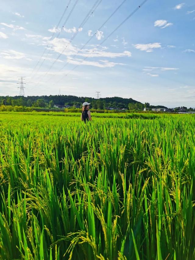 乐游绵阳 清凉一夏 ‖ 又是一年稻花香，游仙这个村庄美成治愈系油画！