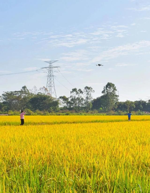 来东莞这片金色稻田，饮啡叹茶！
