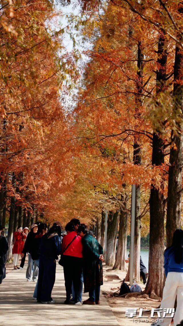 最低6℃！长沙将迎大降温！