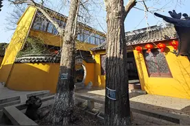 苏州两棵银杏树相守500多年，种于明代藏身寺庙图片