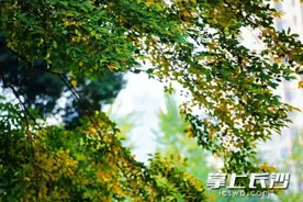 枫叶还未红透就冬天了？专家：立冬不等于入冬图片