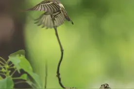 蹬技图片