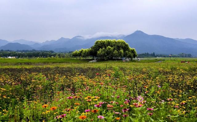“淡妆浓抹总相宜”，昌平七孔桥花海恢复开园