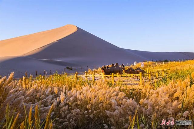 敦煌：大漠鎏金胡杨醉 驼铃引客赏秋光