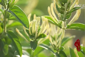 千城百县看中国｜河北广宗：金银花开富农家图片