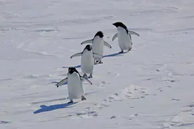 地球最南端邮局招人，工作内容：管事、待客、数企鹅图片