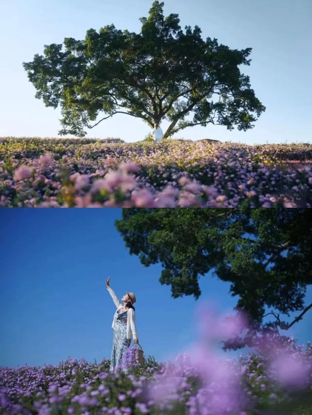 大美青秀山 | 叶子花园、丘石花园、音乐大草坪、金杉湖即将迎来冬日最佳观赏期！
