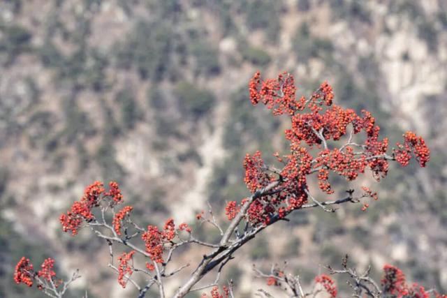 泰山的秋信：半穹澄蓝，半岭楸红