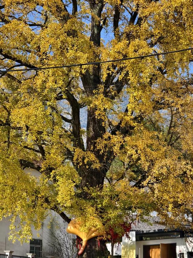 美爆了！余杭银杏打卡地出炉