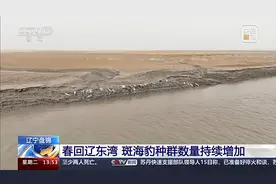 悠然晒太阳、畅游觅美食 来辽东湾围观斑海豹的休闲生活图片