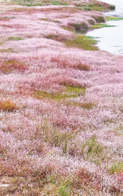 初冬限定！余杭这几处花海，巨出片