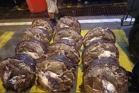 鲜活梭子蟹价格暴跌，几乎是年度最低价！正大量上市图片