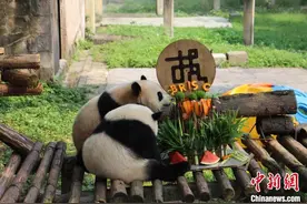 重庆：大熊猫“渝可”“渝爱”兄妹受聘为第二届“一带一路”国际技能大赛迎宾大使图片
