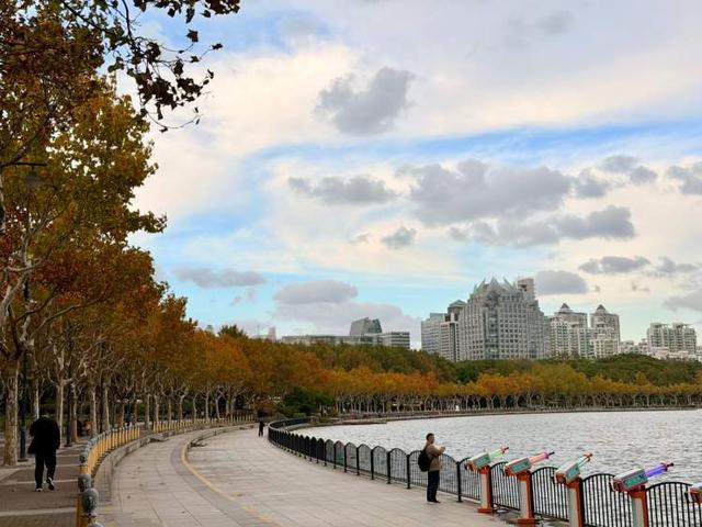 要降温了，准备好去迎接绚烂魔都！宝山寺的枫树已变红，秋霞圃的枫树、局门路的银杏再等20天