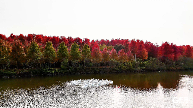 “枫”景无限好，乡村入画来