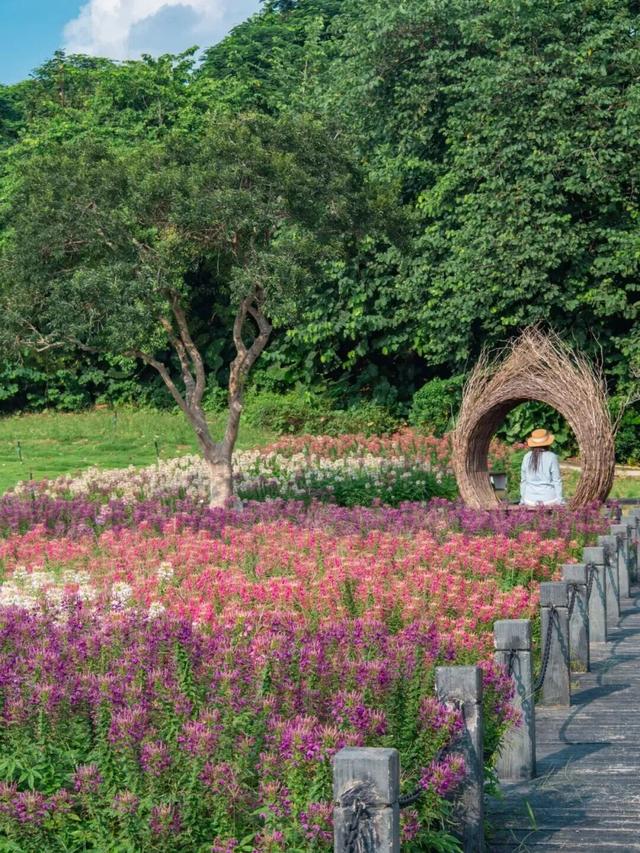 地铁直达！广州20000㎡醉蝶花海，美得好不真实！