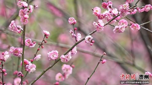 贵州松桃：公园冬梅凌寒开 暗香引客添风采