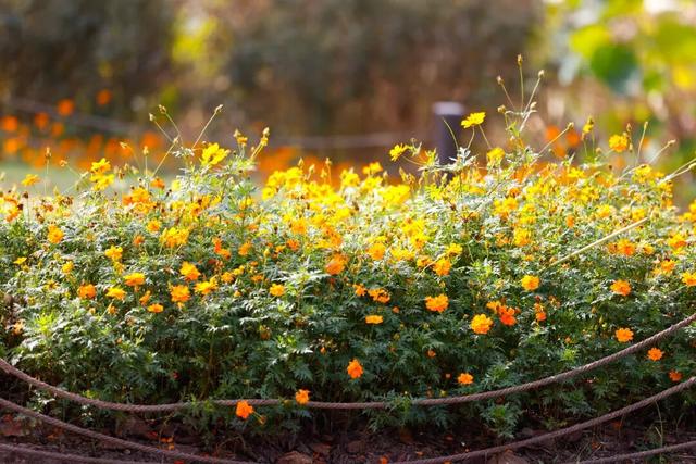 松江这里的健身步道变身金色走廊，快来打卡→