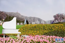 淄博郁金香花海引客来图片