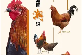 海南周刊 | “无鸡不成宴” 带你了解海南各地特色鸡种图片