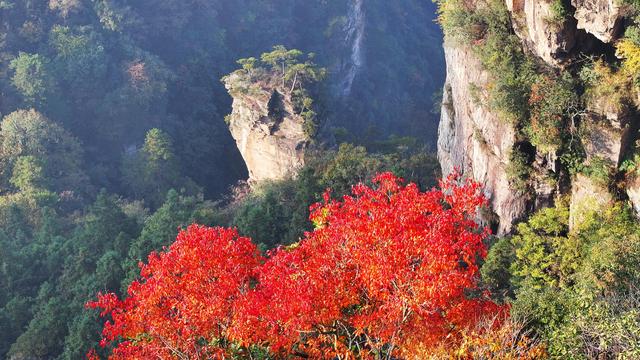 红叶点缀峰林云海，快来张家界赏绝美秋色！
